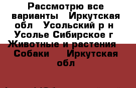 Рассмотрю все варианты - Иркутская обл., Усольский р-н, Усолье-Сибирское г. Животные и растения » Собаки   . Иркутская обл.